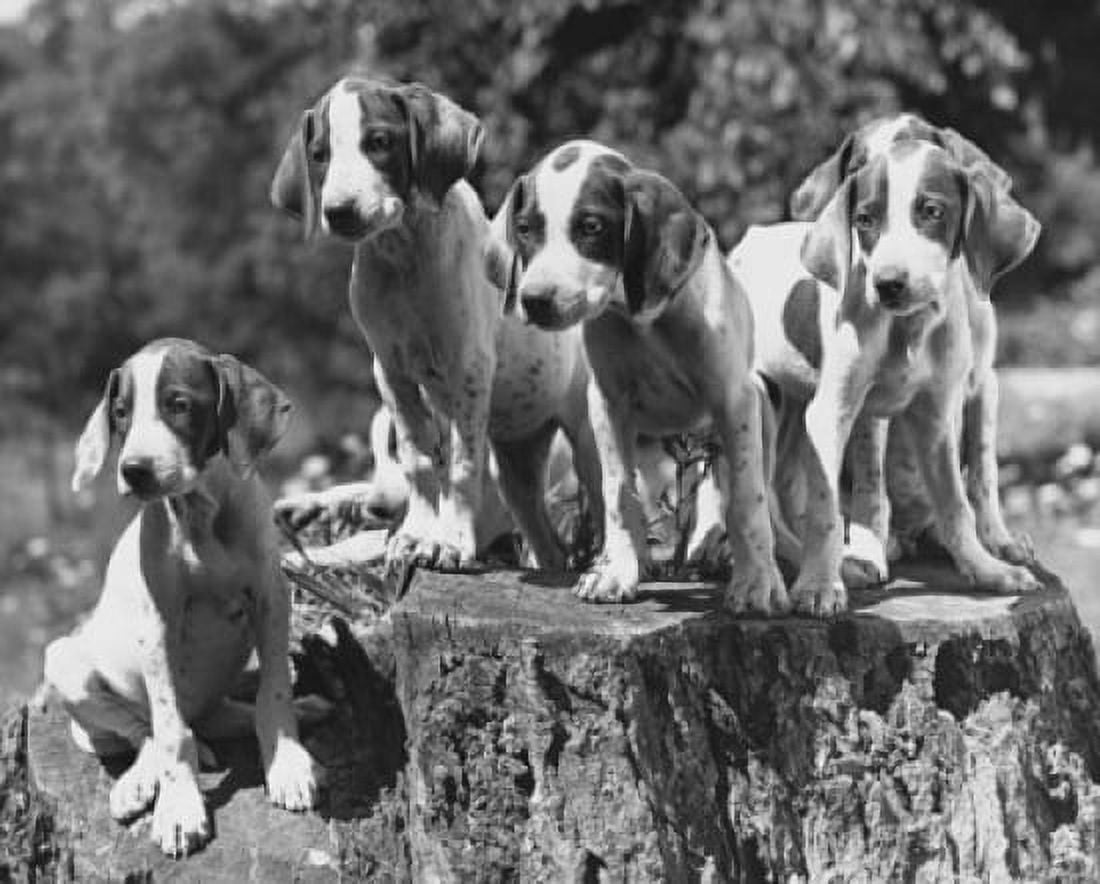Posterazzi Five German Shorthaired Pointer puppies on a tree stump Canvas Art -  (24 x 36)