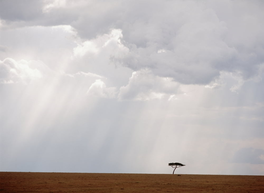 Posterazzi Flat-Topped Acacia Tree Beneath Stormy Skies Canvas Art - Ian Cumming Design Pics (32 x 24)