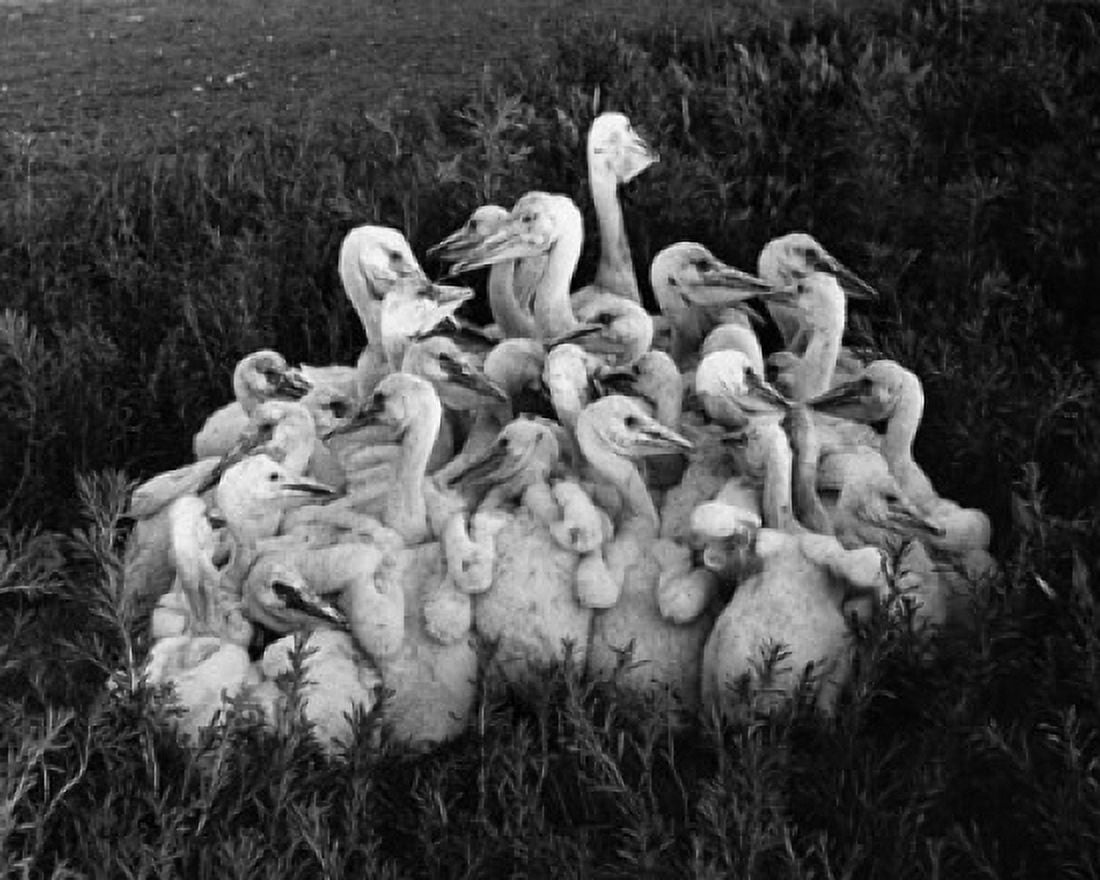 Posterazzi Flock of pelicans in grass Canvas Art - (24 x 36)