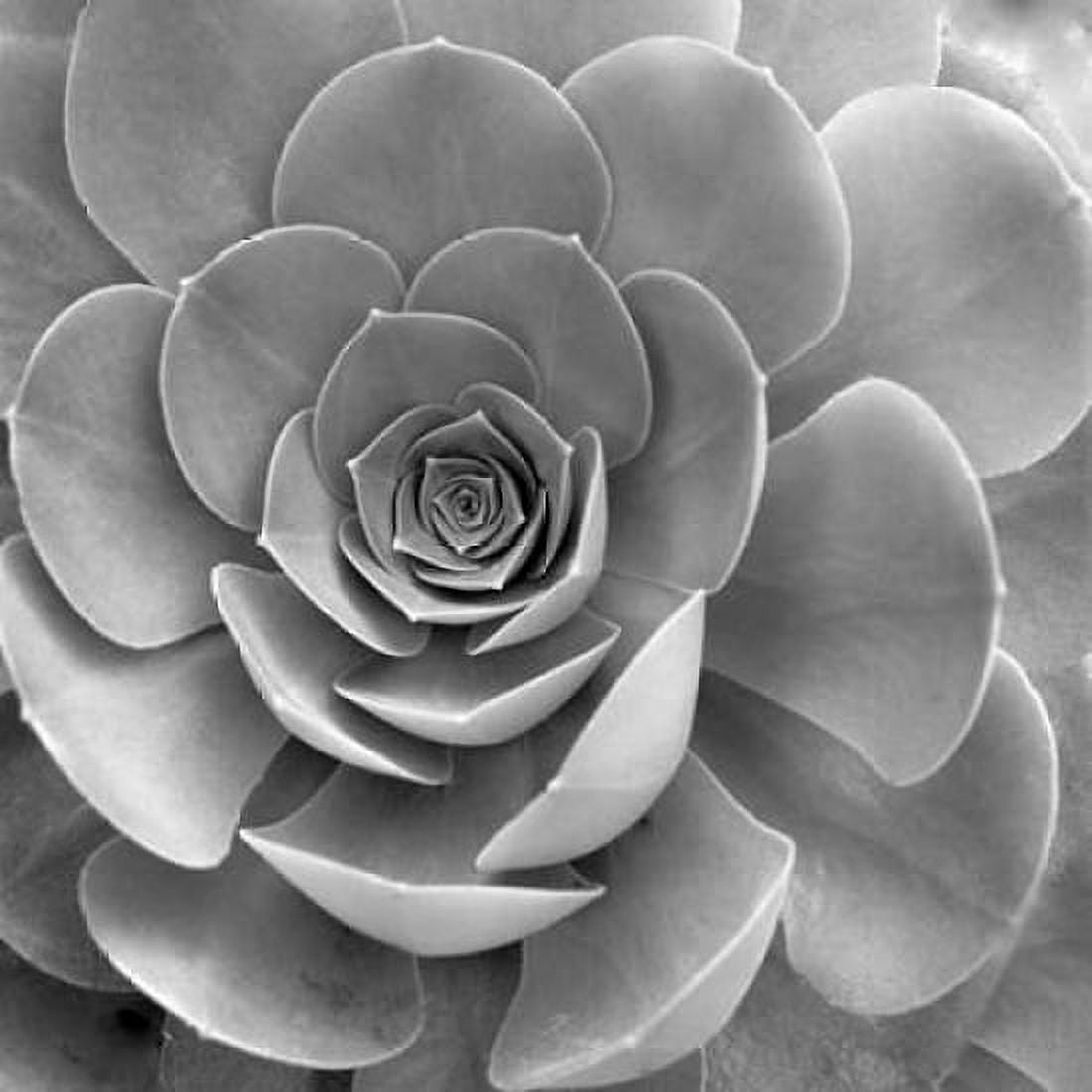 Posterazzi Floral - 22 Canvas Art - Alan Blaustein (24 x 24)