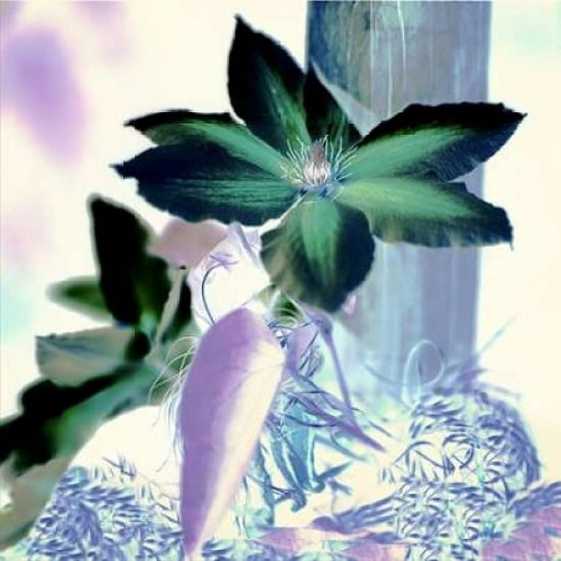 Posterazzi Floral Color - 10 Canvas Art - Alan Blaustein (24 x 24)