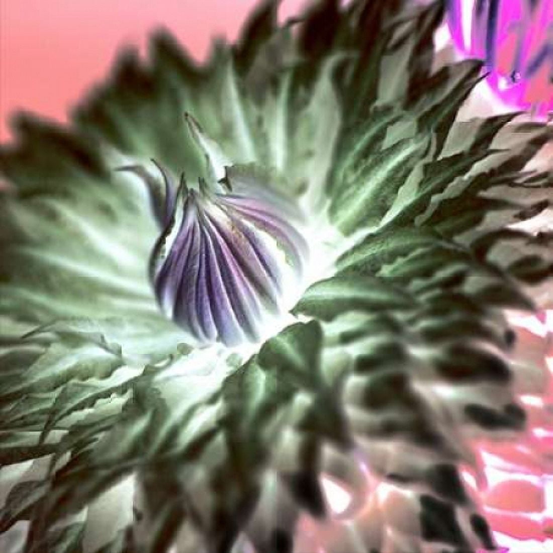 Posterazzi Floral Color - 11 Canvas Art - Alan Blaustein (24 x 24)