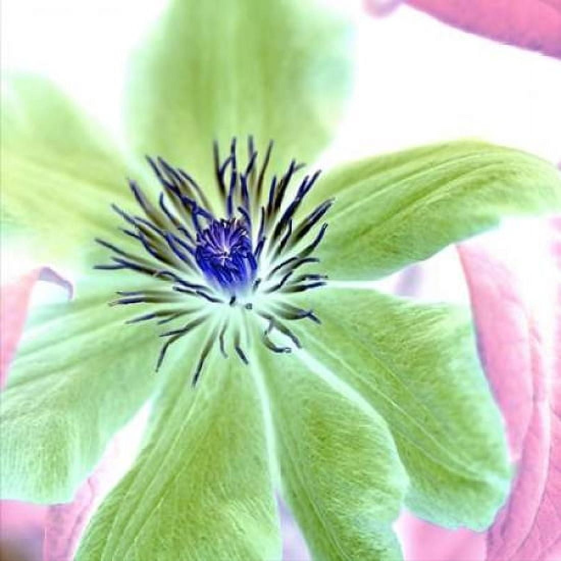 Posterazzi Floral Color- 12 Canvas Art - Alan Blaustein (24 x 24)