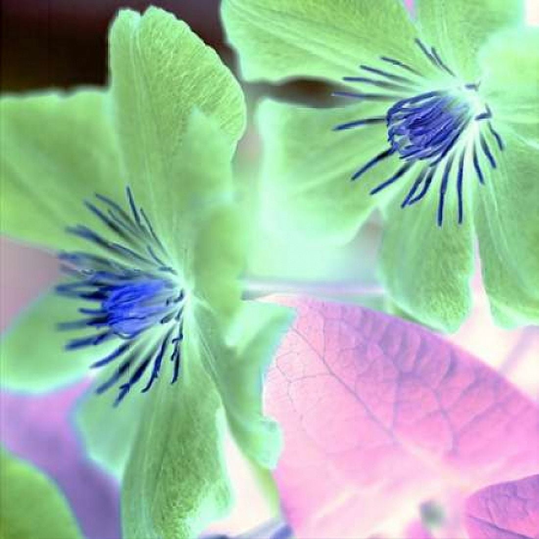 Posterazzi Floral Color - 13 Canvas Art - Alan Blaustein (24 x 24)