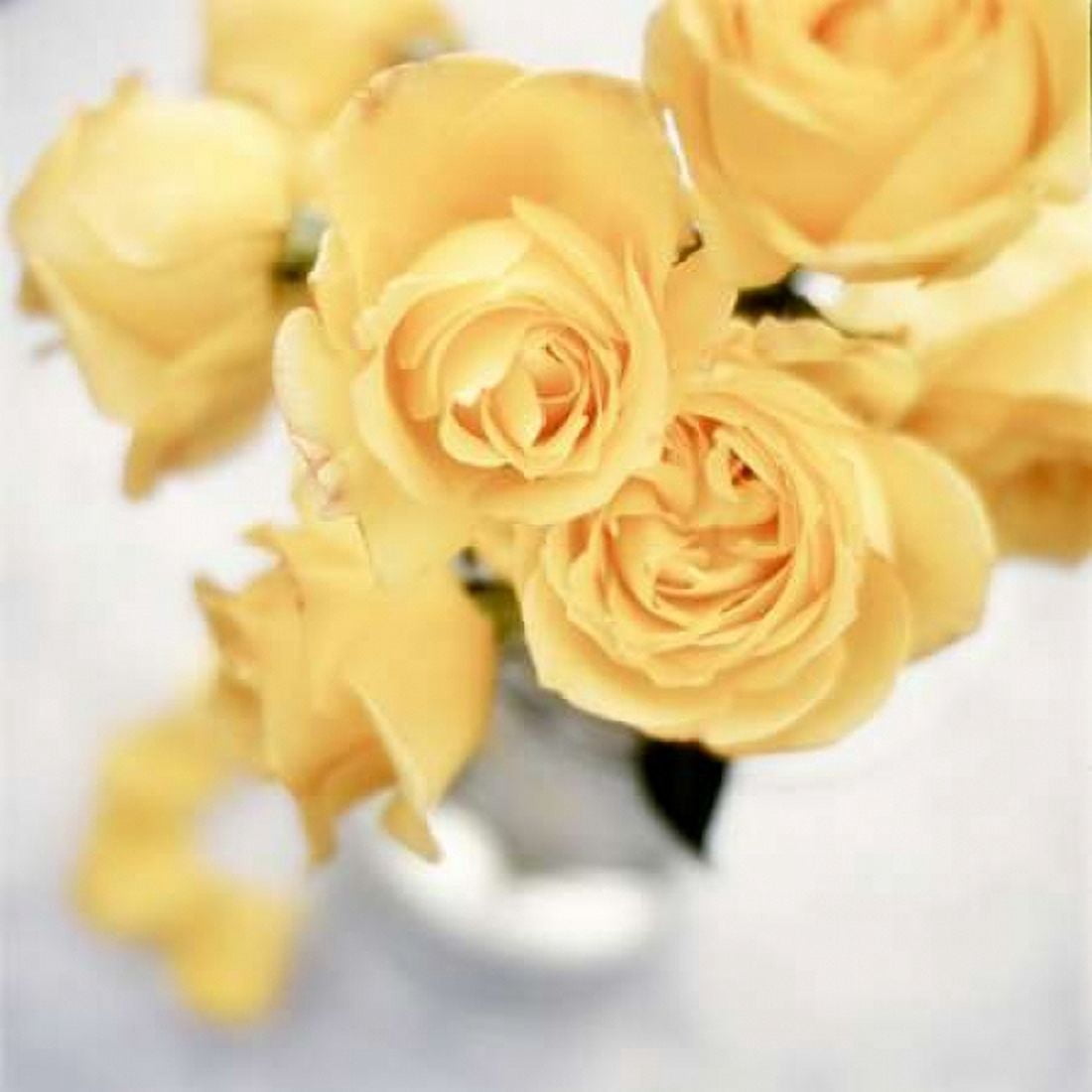 Posterazzi Floral Color - 21 Canvas Art - Alan Blaustein (24 x 24)