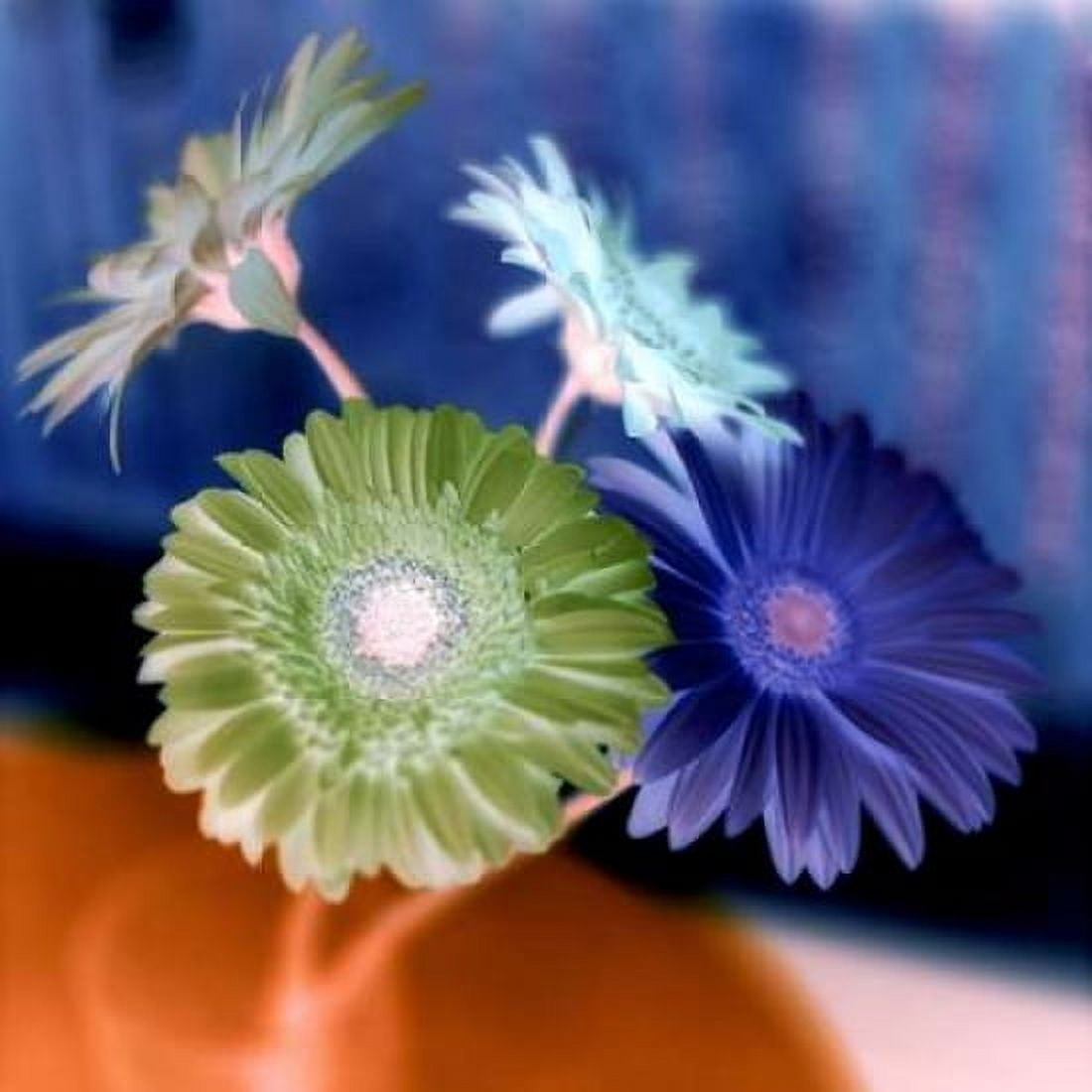 Posterazzi Floral Color - 3 Canvas Art - Alan Blaustein (24 x 24)