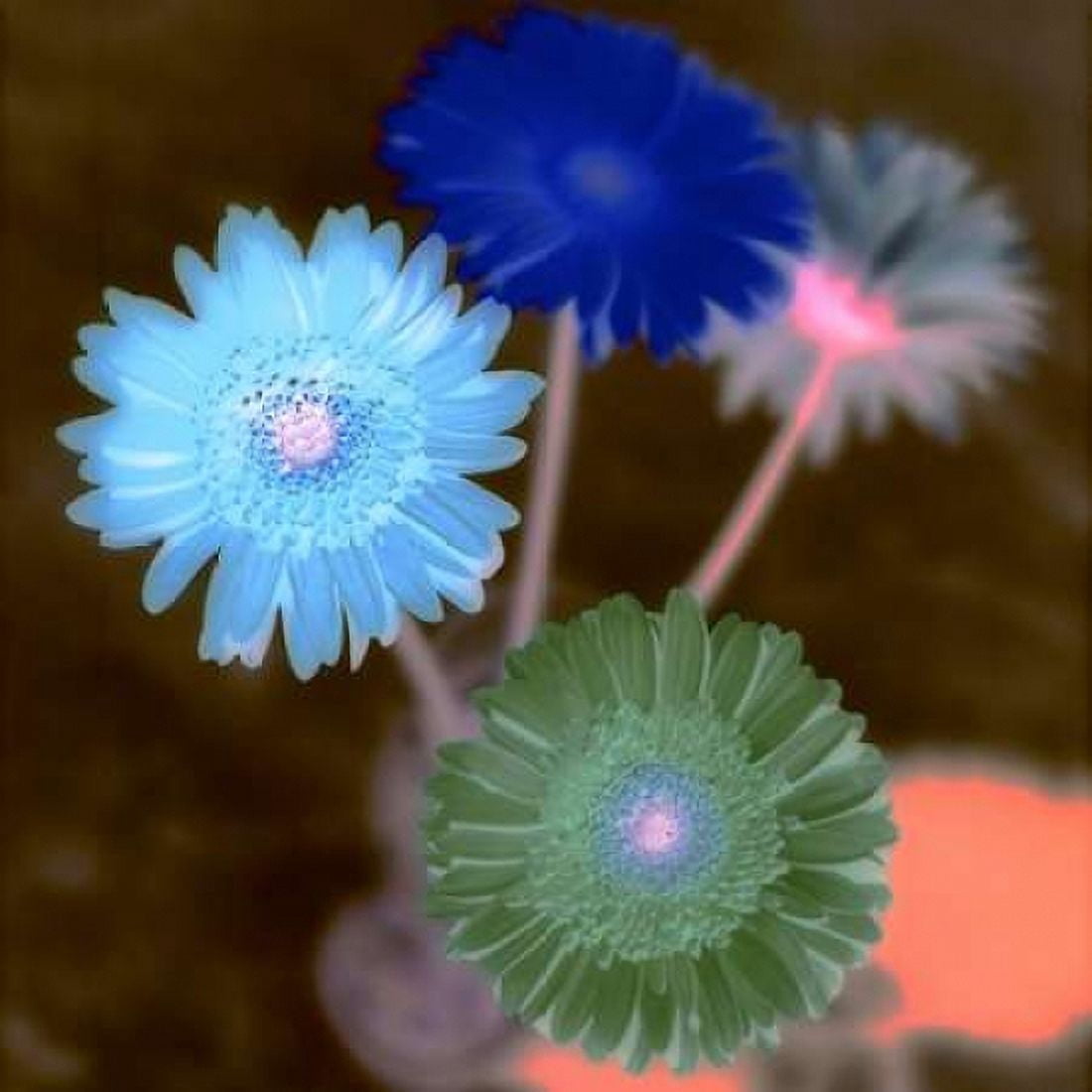 Posterazzi Floral Color - 4 Canvas Art - Alan Blaustein (24 x 24)