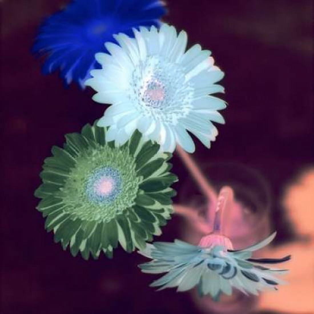 Posterazzi Floral Color - 5 Canvas Art - Alan Blaustein (24 x 24)