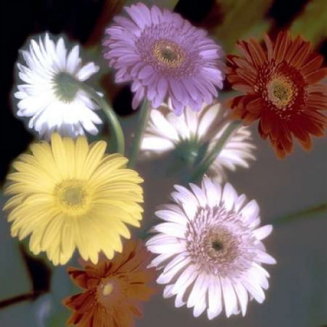 Posterazzi Floral Color - 6 Canvas Art - Alan Blaustein (24 x 24)