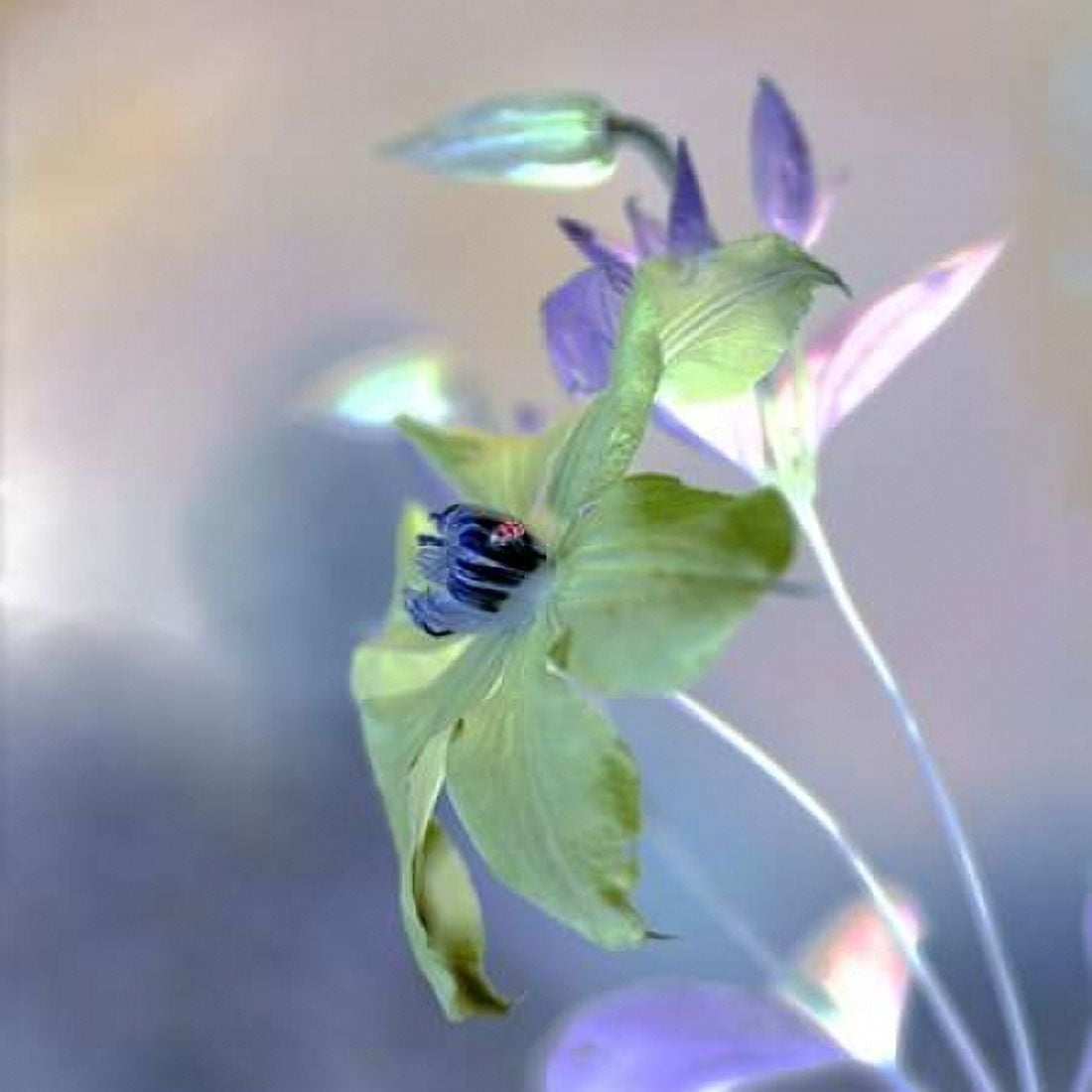 Posterazzi Floral Color - 9 Canvas Art - Alan Blaustein (24 x 24)