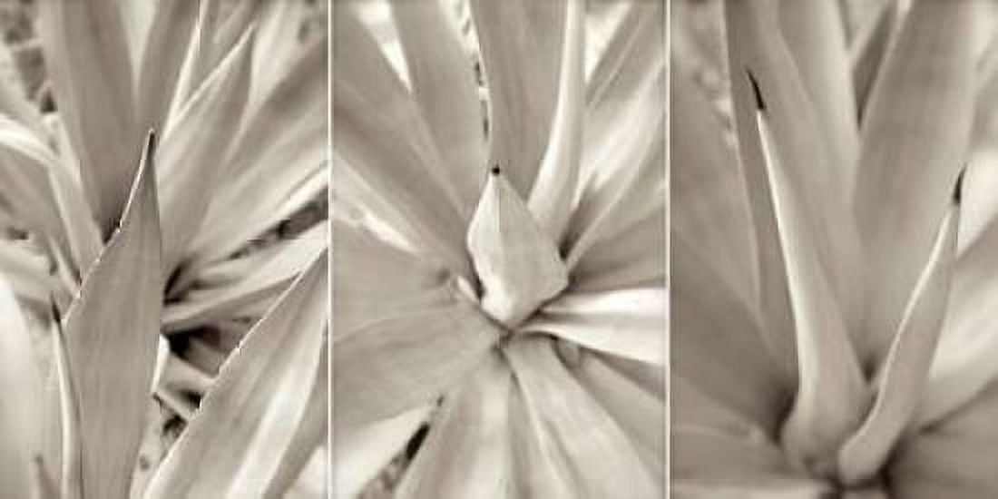 Posterazzi Floral Panel - 4 Canvas Art - Alan Blaustein (10 x 20)