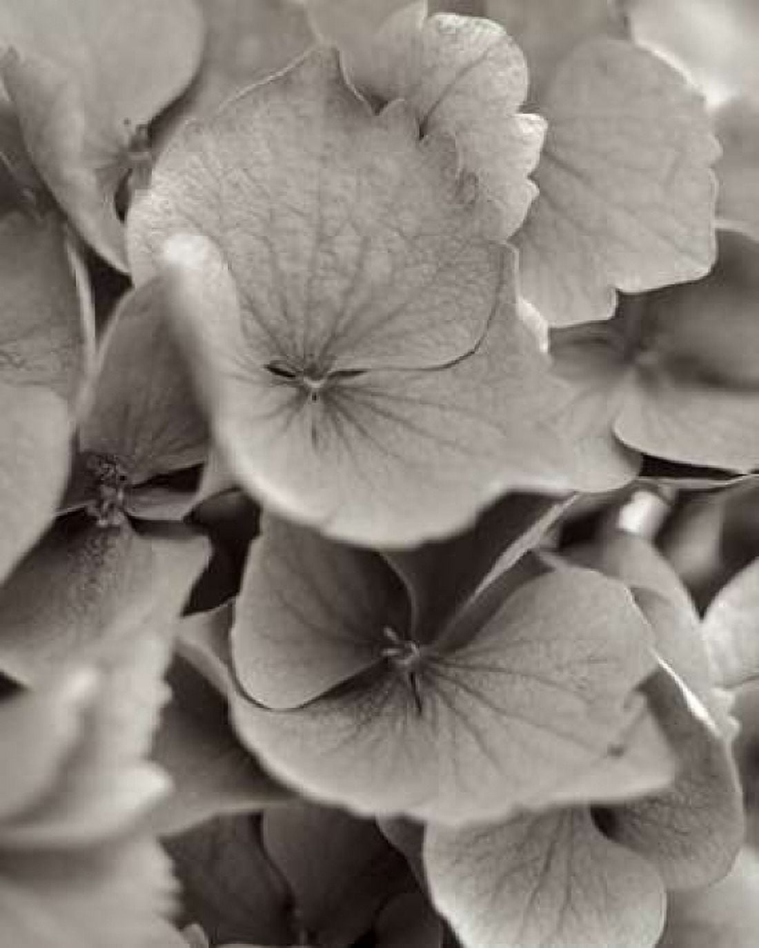 Posterazzi Florison - 1 Canvas Art - Alan Blaustein (24 x 30)