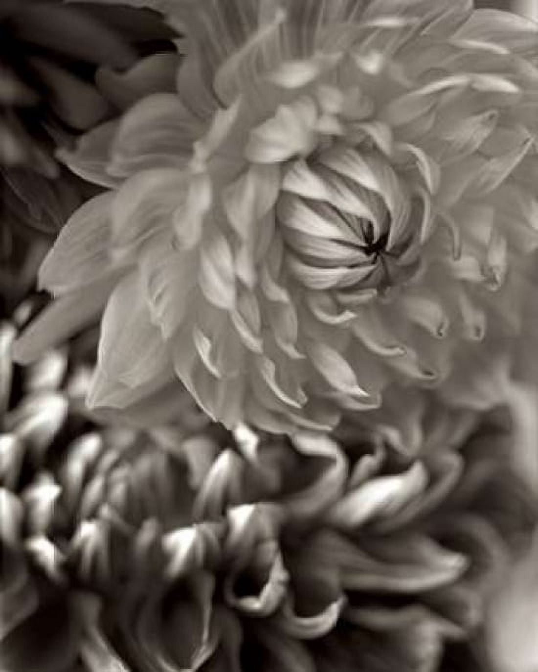 Posterazzi Florison - 10 Canvas Art - Alan Blaustein (24 x 30)
