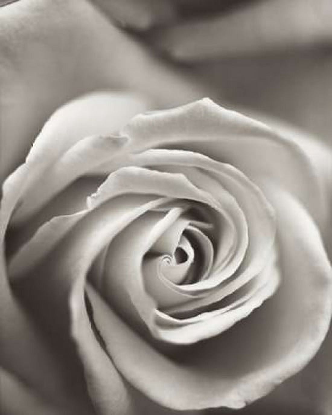 Posterazzi Florison - 12 Canvas Art - Alan Blaustein (24 x 30)