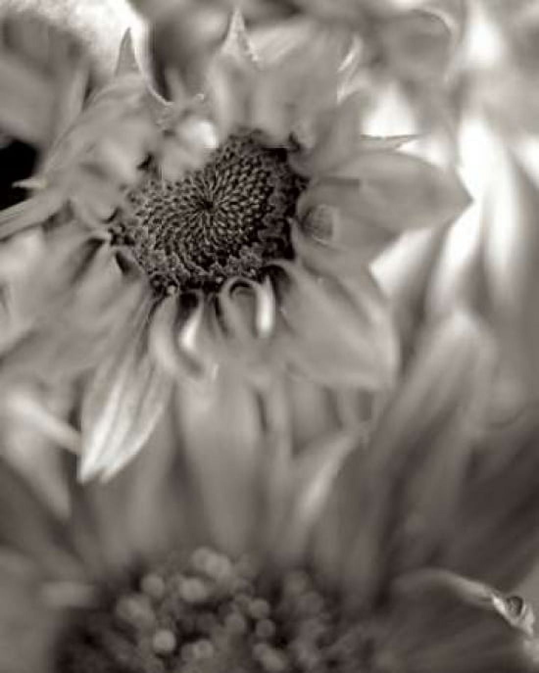 Posterazzi Florison - 15 Canvas Art - Alan Blaustein (24 x 30)