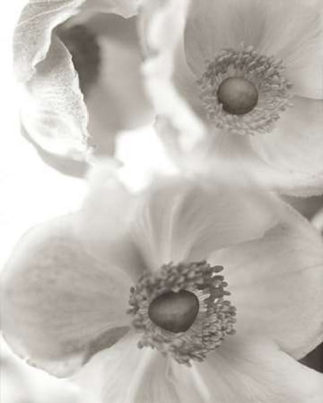 Posterazzi Florison - 20 Canvas Art - Alan Blaustein (24 x 30)