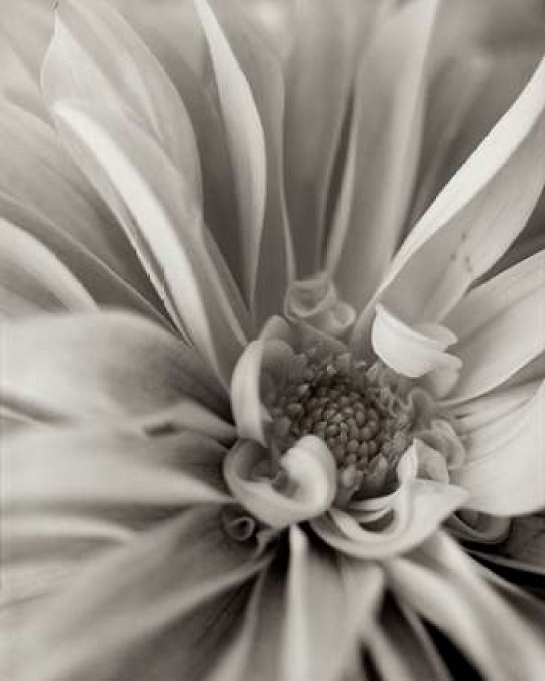 Posterazzi Florison - 21 Canvas Art - Alan Blaustein (24 x 30)