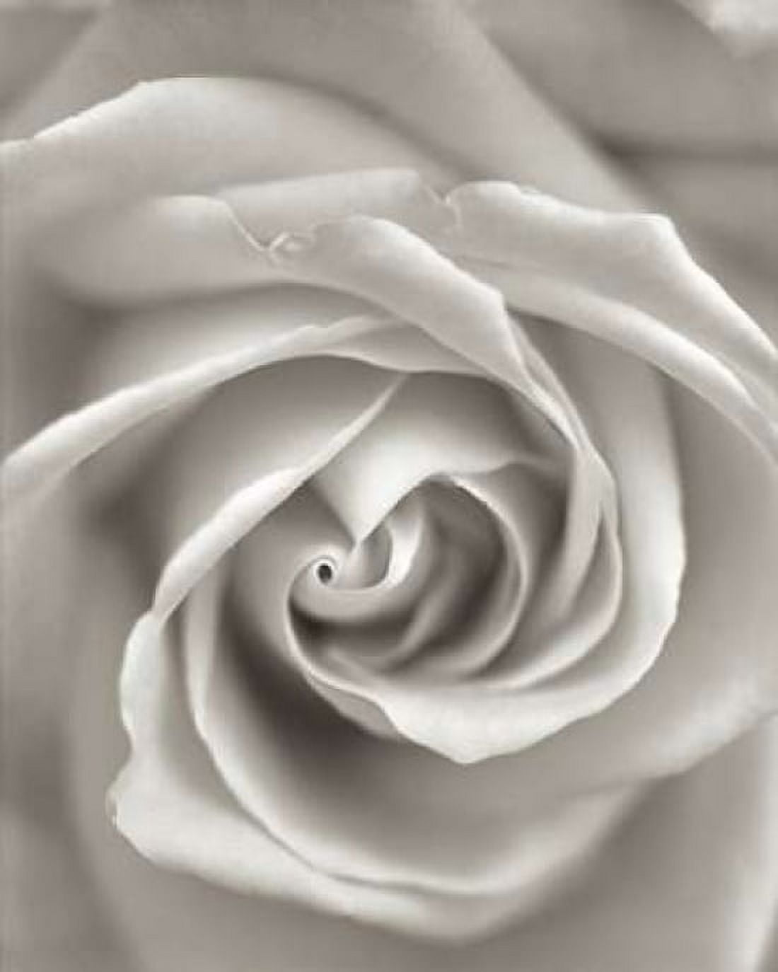 Posterazzi Florison - 23 Canvas Art - Alan Blaustein (24 x 30)
