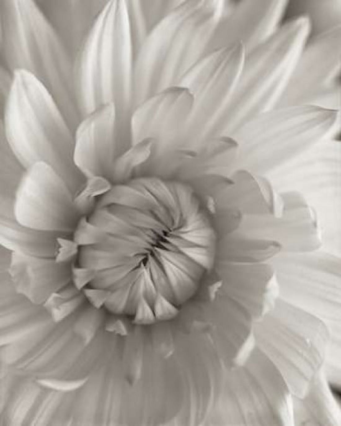 Posterazzi Florison - 24 Canvas Art - Alan Blaustein (24 x 30)