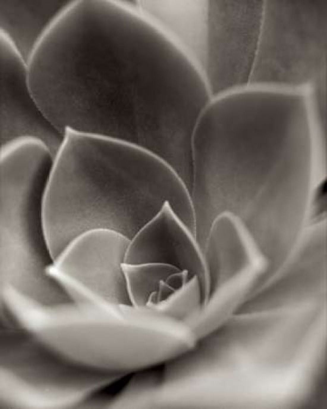 Posterazzi Florison - 25 Canvas Art - Alan Blaustein (24 x 30)