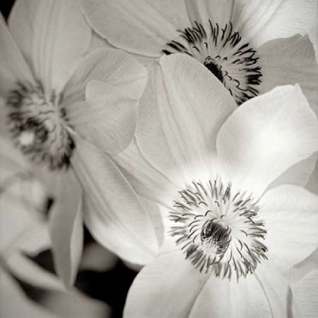 Posterazzi Florison - 31 Canvas Art - Alan Blaustein (24 x 24)