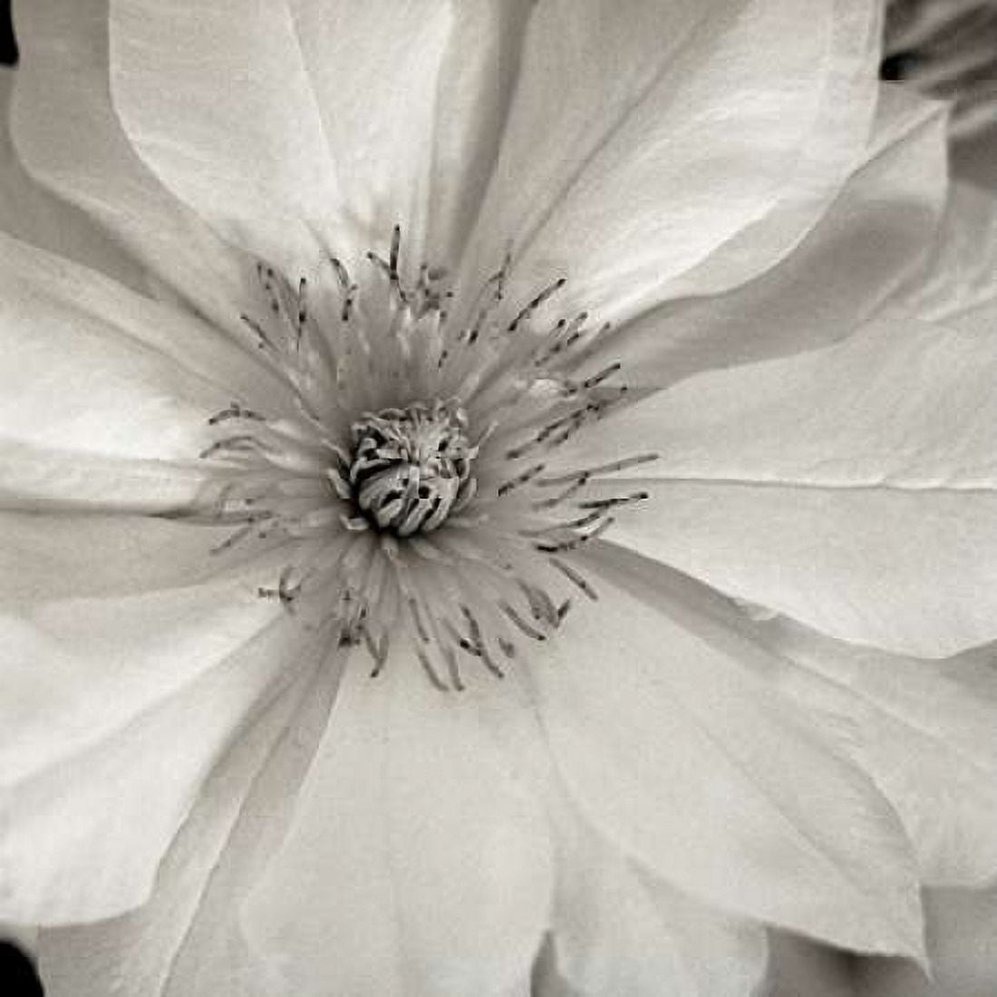 Posterazzi Florison - 32 Canvas Art - Alan Blaustein (24 x 24)