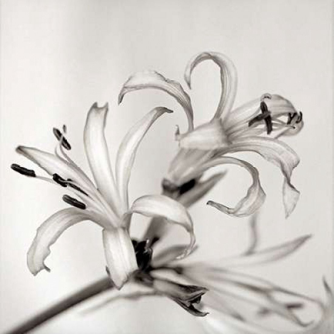 Posterazzi Florison - 34 Canvas Art - Alan Blaustein (24 x 24)