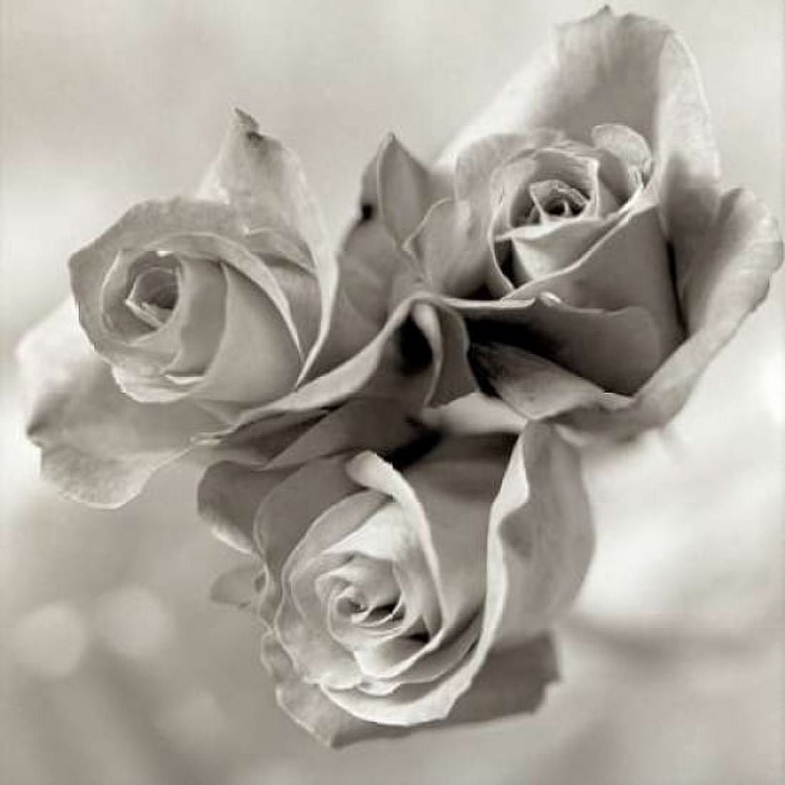 Posterazzi Florison - 36 Canvas Art - Alan Blaustein (24 x 24)