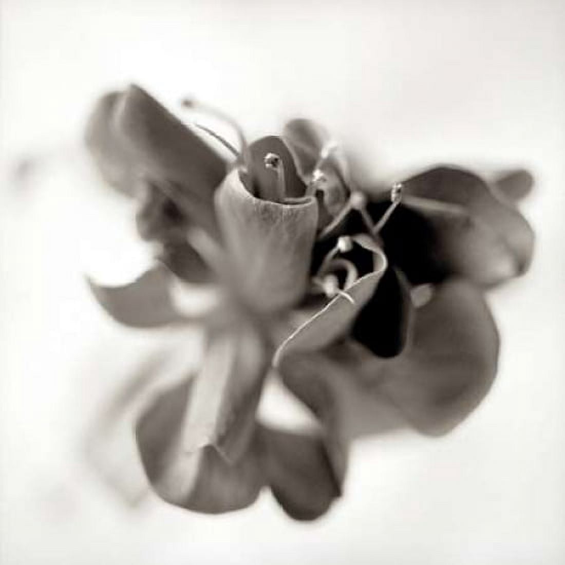 Posterazzi Florison - 37 Canvas Art - Alan Blaustein (24 x 24)