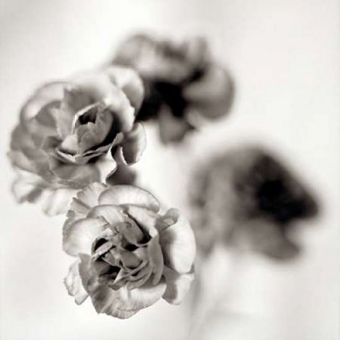 Posterazzi Florison - 39 Canvas Art - Alan Blaustein (24 x 24)