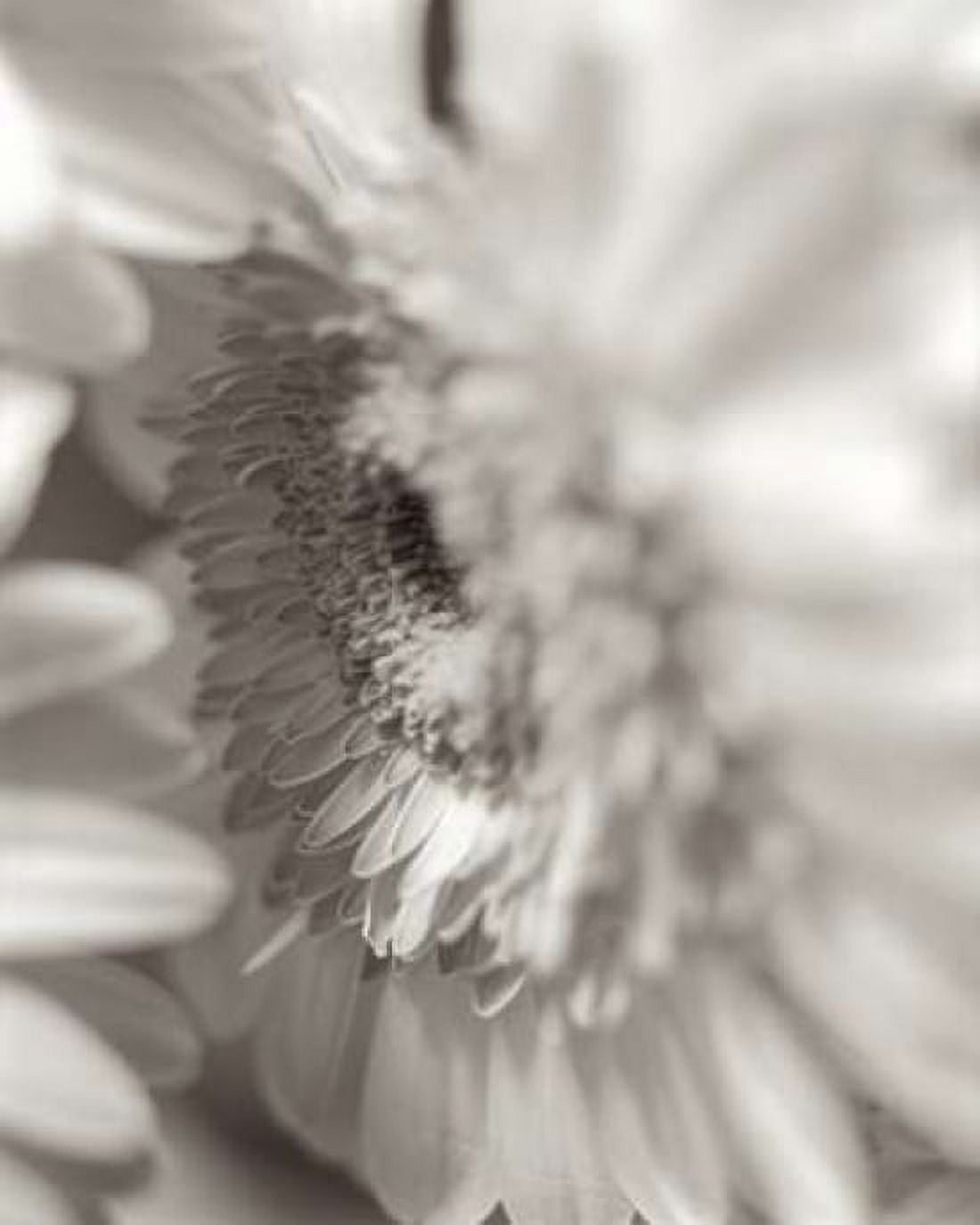 Posterazzi Florison - 4 Canvas Art - Alan Blaustein (24 x 30)