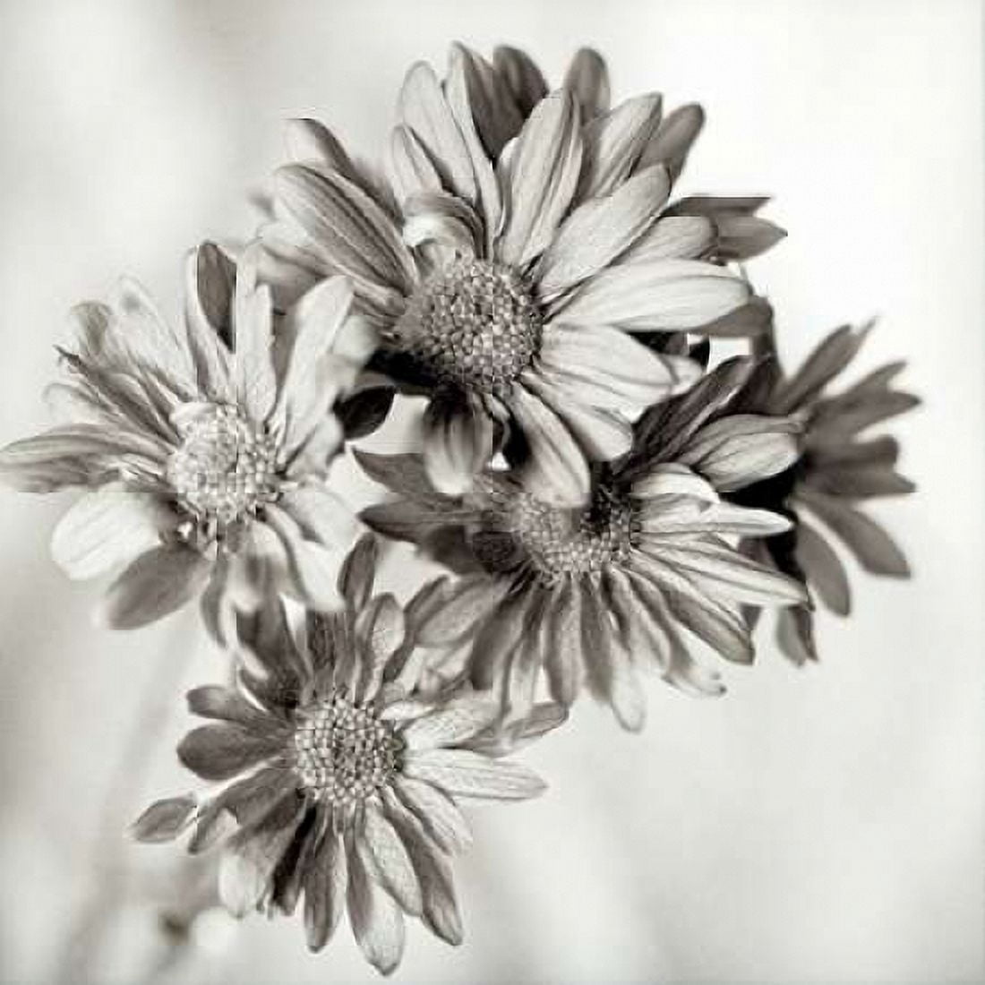 Posterazzi Florison - 40 Canvas Art - Alan Blaustein (24 x 24)