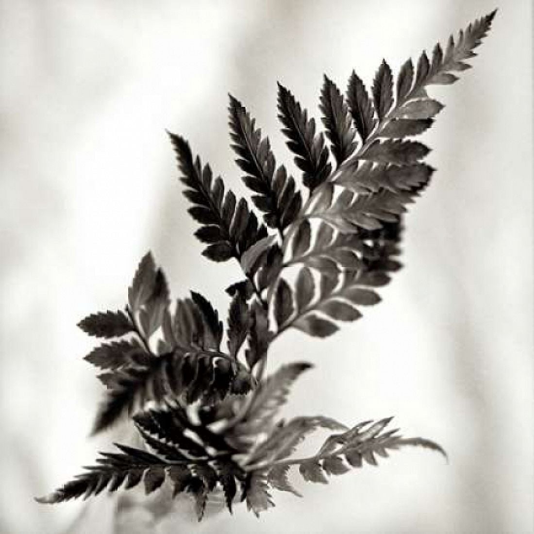 Posterazzi Florison - 41 Canvas Art - Alan Blaustein (24 x 24)