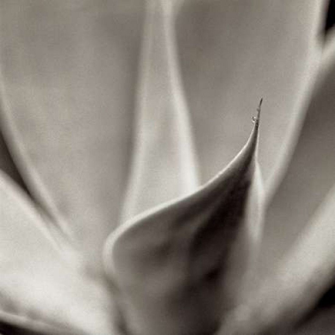 Posterazzi Florison - 42 Canvas Art - Alan Blaustein (24 x 24)