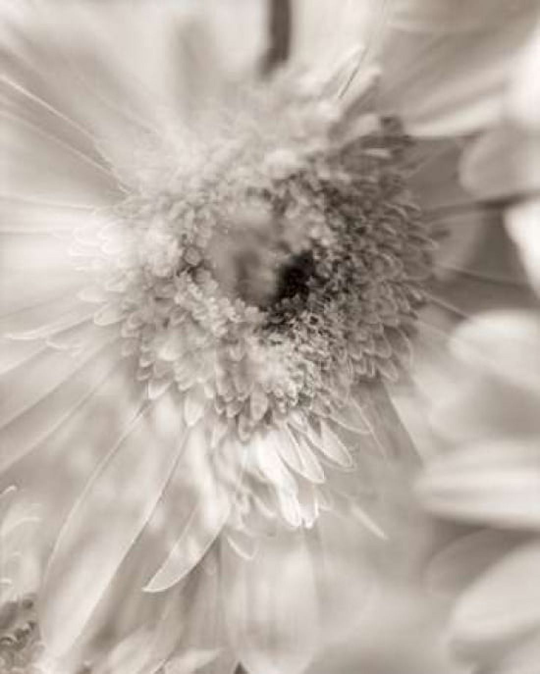 Posterazzi Florison - 5 Canvas Art - Alan Blaustein (24 x 30)