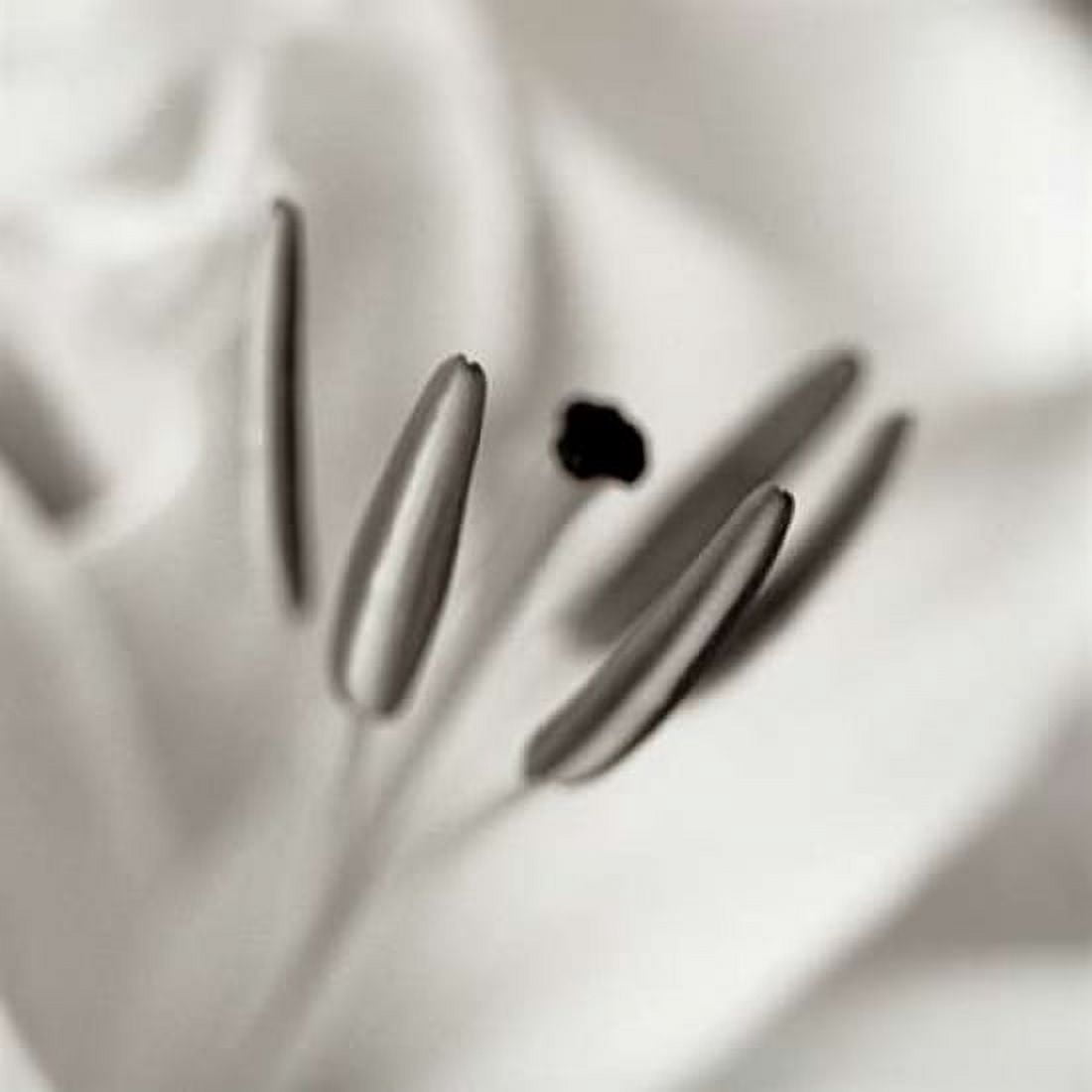 Posterazzi Florison - 52 Canvas Art - Alan Blaustein (24 x 24)