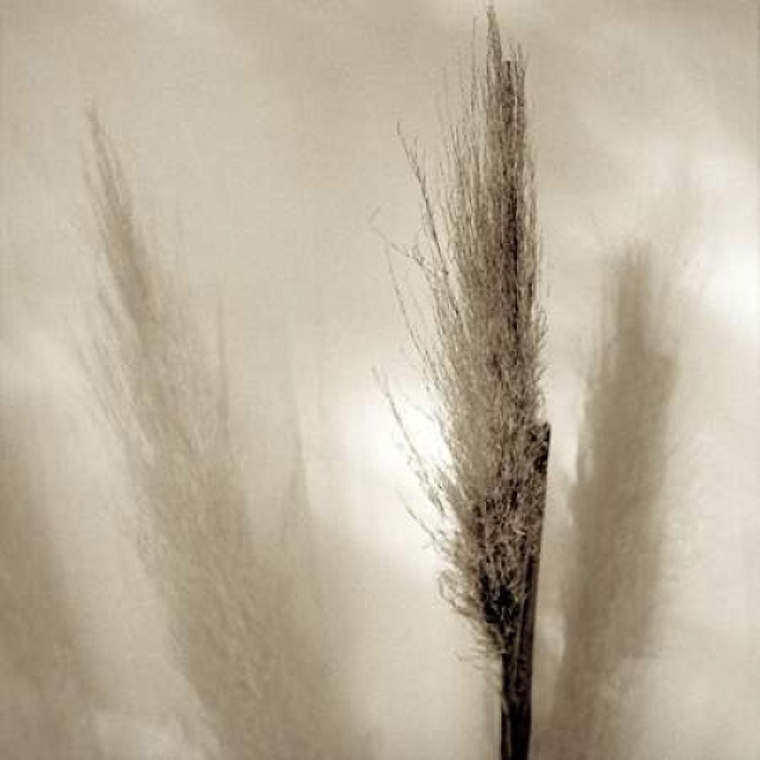 Posterazzi Florison - 53 Canvas Art - Alan Blaustein (24 x 24)