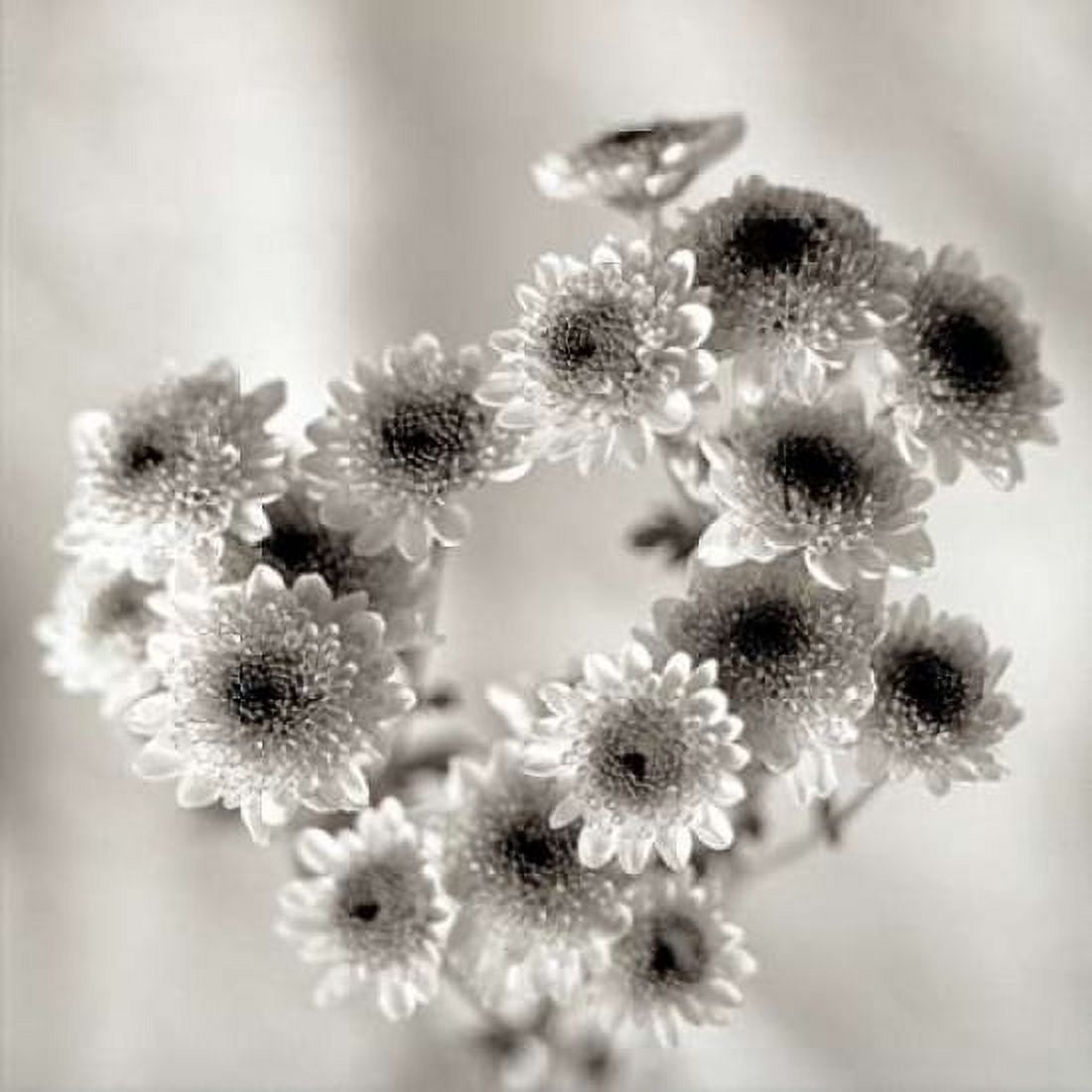Posterazzi Florison - 58 Canvas Art - Alan Blaustein (24 x 24)