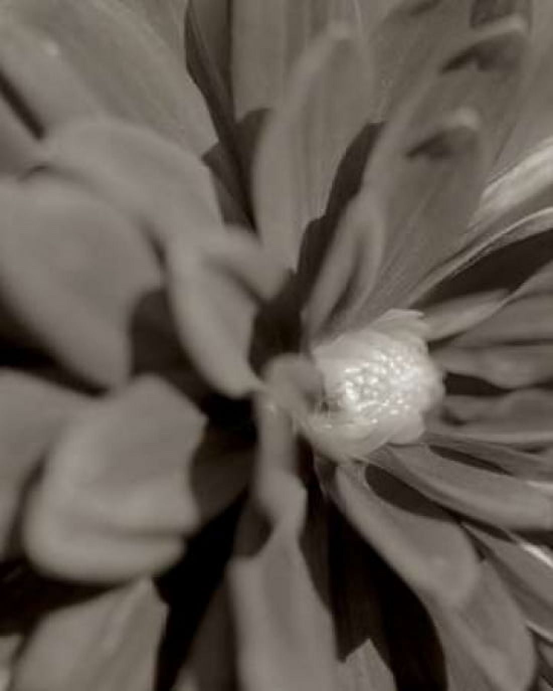 Posterazzi Florison - 6 Canvas Art - Alan Blaustein (24 x 30)