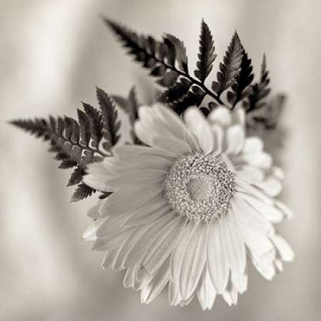 Posterazzi Florison - 60 Canvas Art - Alan Blaustein (24 x 24)