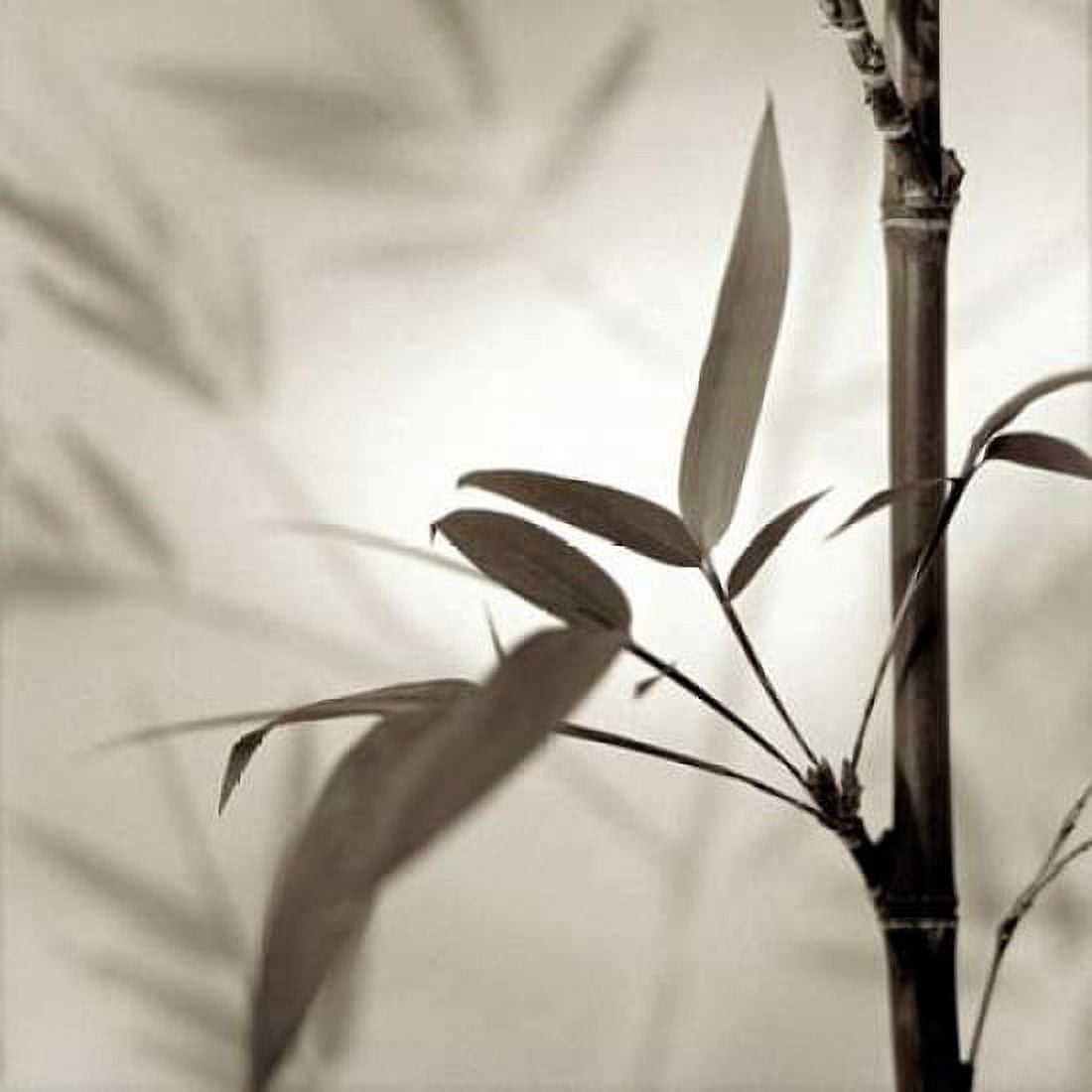 Posterazzi Florison - 64 Canvas Art - Alan Blaustein (24 x 24)
