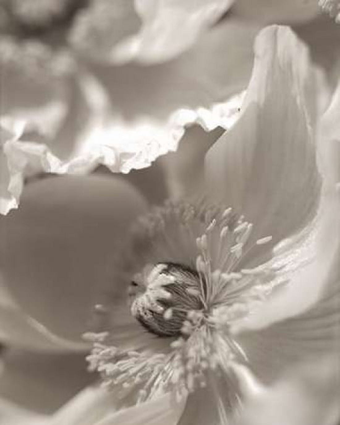 Posterazzi Florison - 7 Canvas Art - Alan Blaustein (24 x 30)