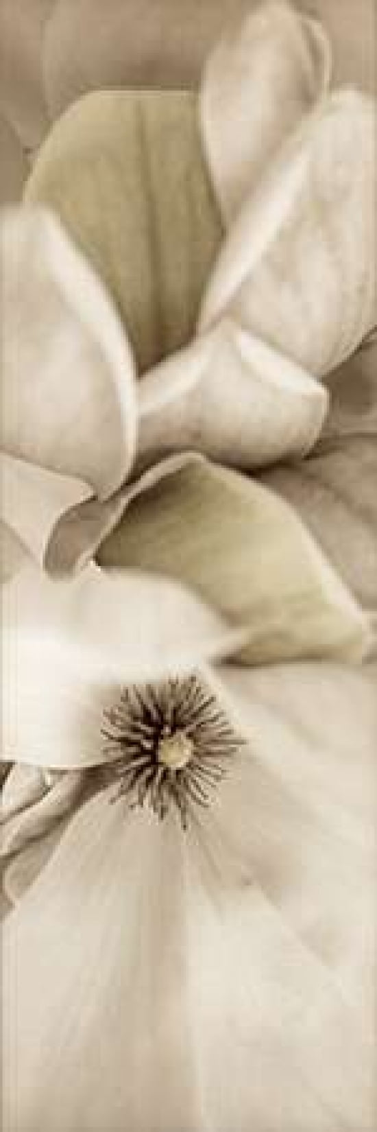 Posterazzi Florison - 70 Canvas Art - Alan Blaustein (8 x 24)