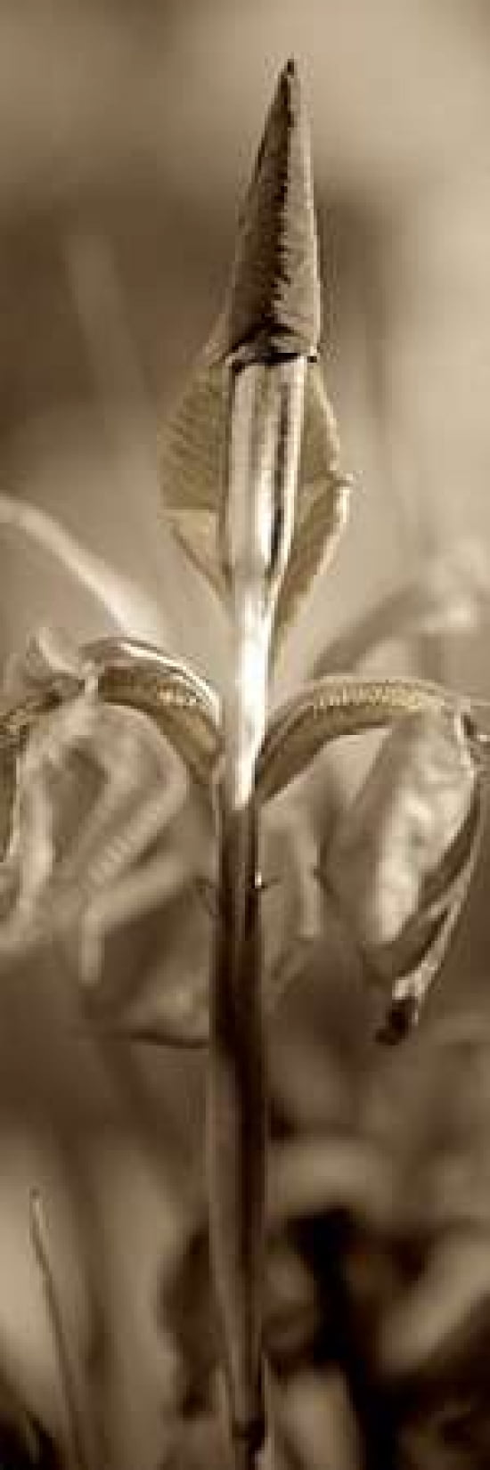 Posterazzi Florison - 74 Canvas Art - Alan Blaustein (8 x 24)