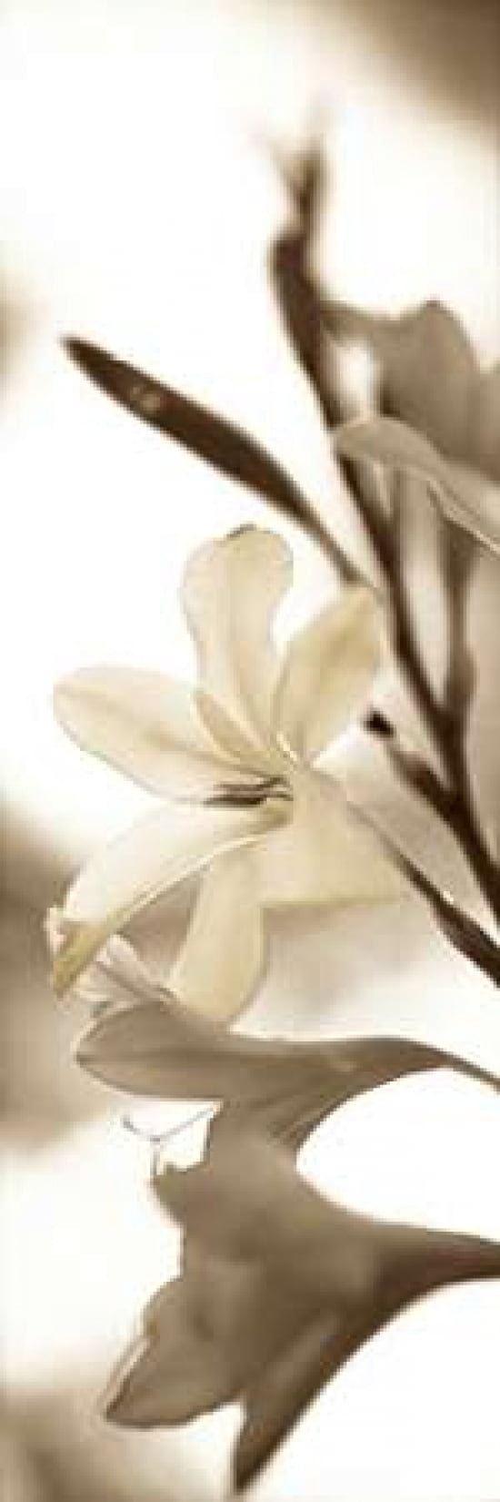Posterazzi Florison - 76 Canvas Art - Alan Blaustein (12 x 36)