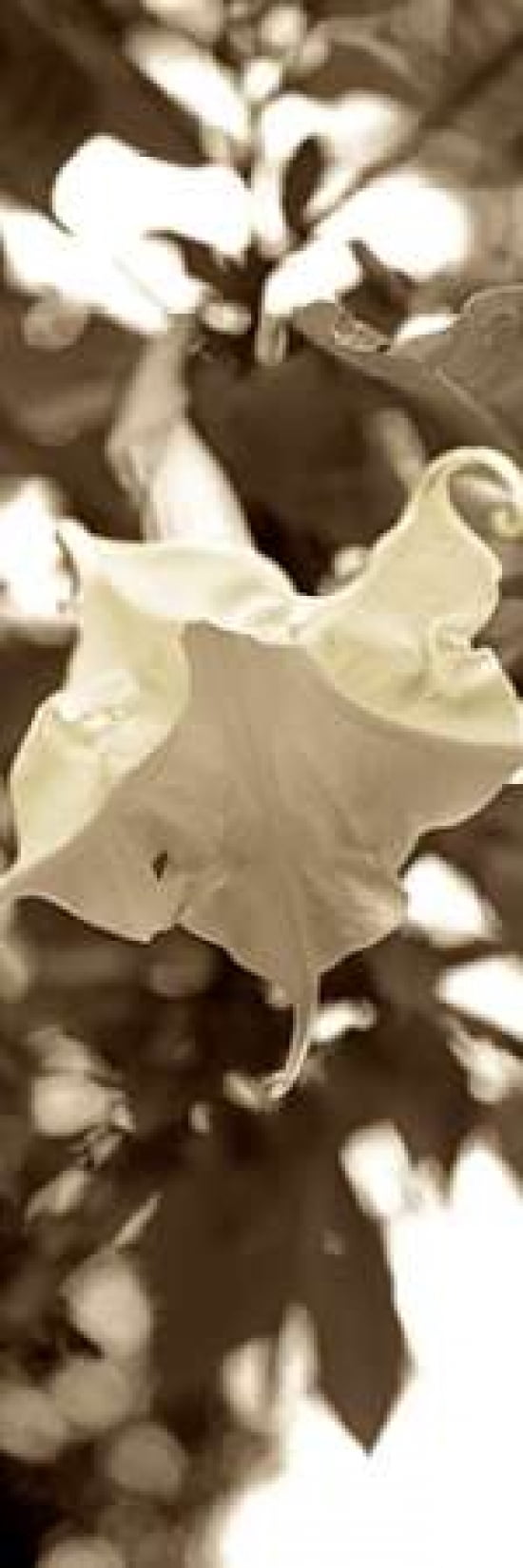 Posterazzi Florison - 78 Canvas Art - Alan Blaustein (12 x 36)