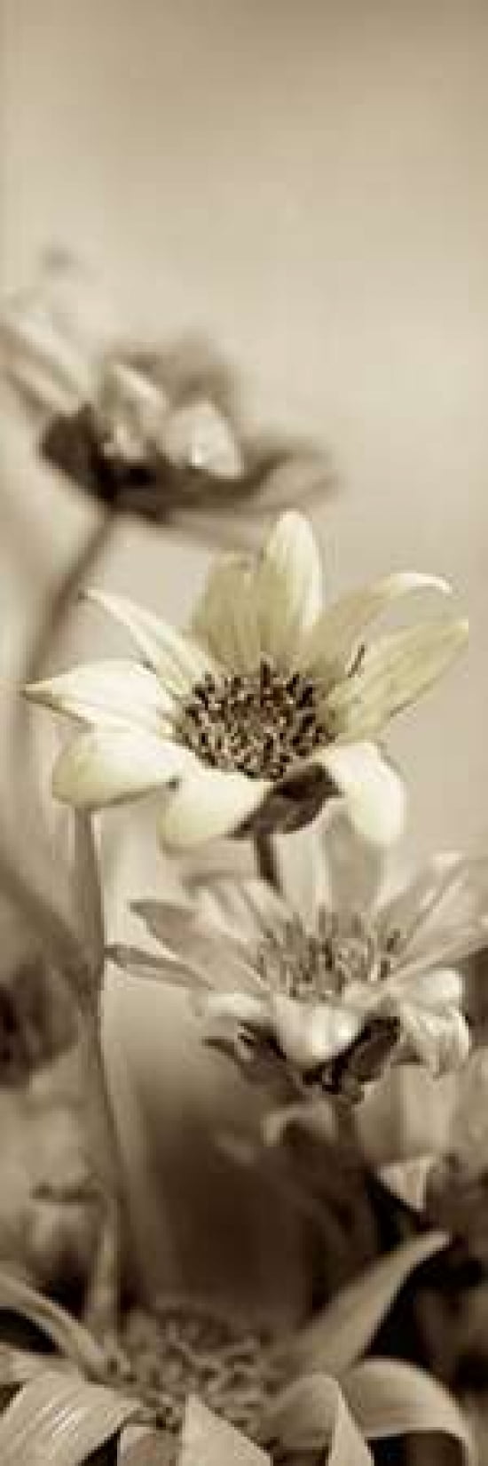 Posterazzi Florison - 79 Canvas Art - Alan Blaustein (8 x 24)