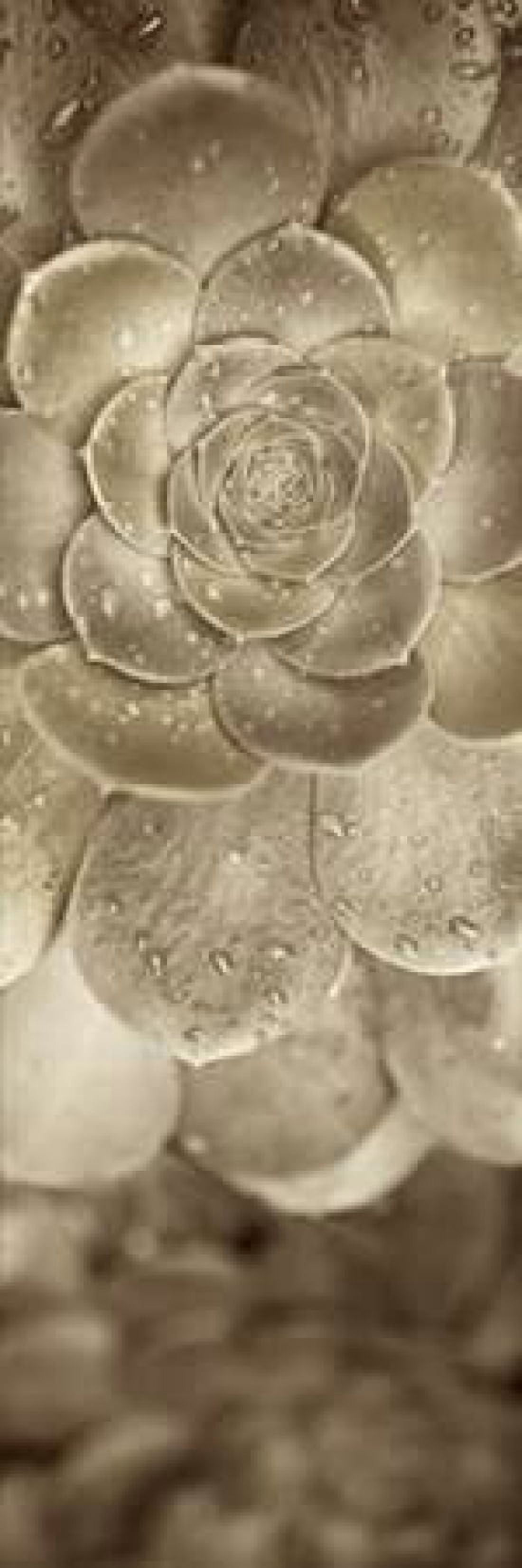 Posterazzi Florison - 91 Canvas Art - Alan Blaustein (8 x 24)