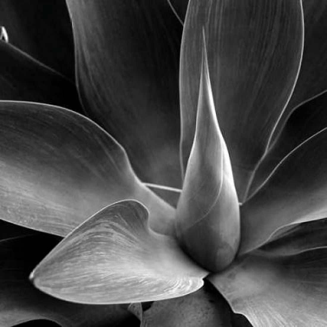 Posterazzi Flower Canvas Art - PhotoINC Studio (24 x 24)