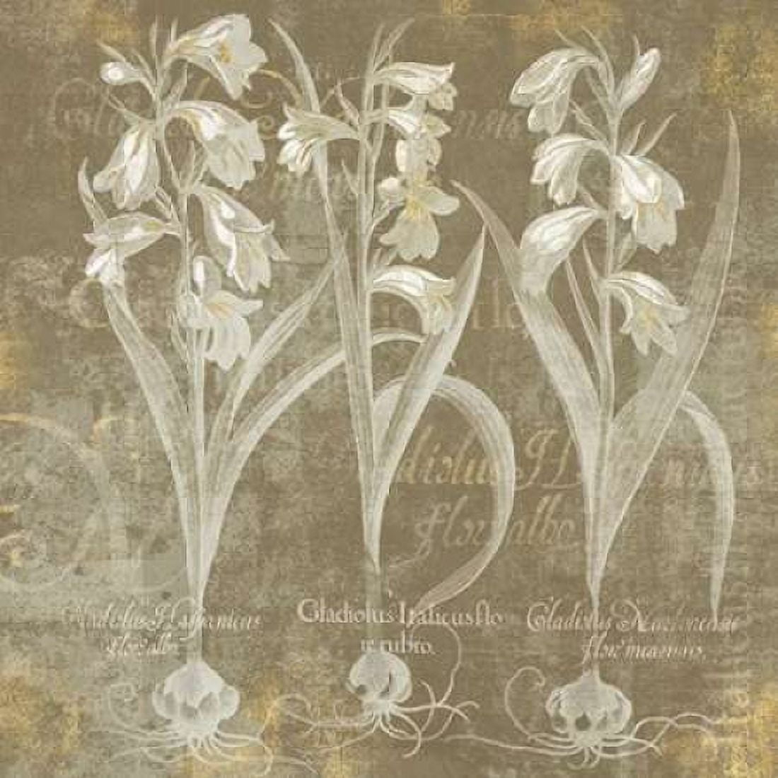 Posterazzi Flower Lines I Canvas Art - Sue Schlabach (24 x 24)